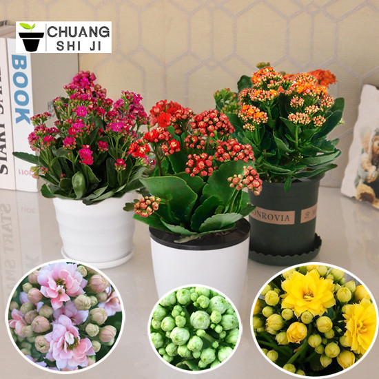 15種高顏值水培植物，不貴好養還可能免費！一起搭建家里的植物角~