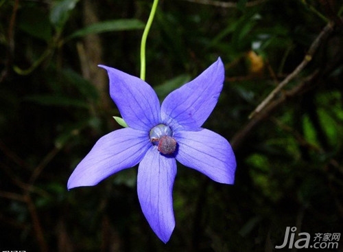 什么花都適合放在臥室