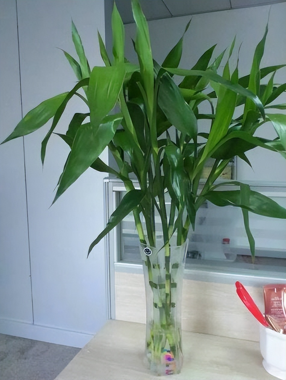 養綠植適合家里有蚊子嗎_適合養家里的綠植有哪些_養綠植適合家里有什么植物