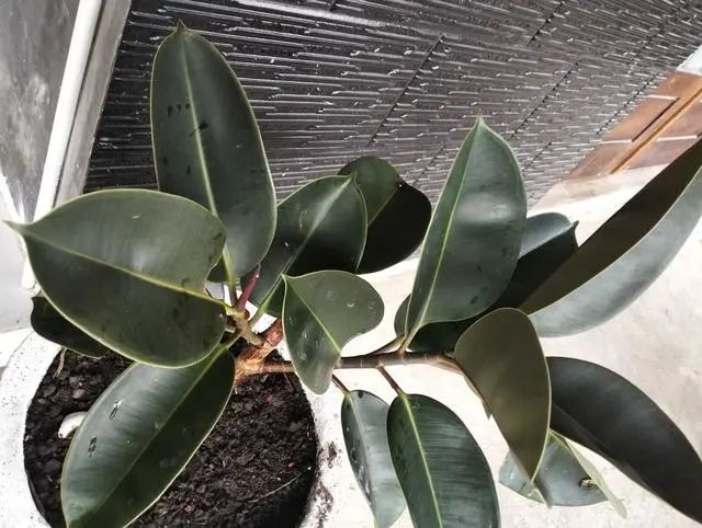 哪些盆栽適合放室內(nèi) 且好養(yǎng)_盆栽室內(nèi)養(yǎng)適合放好的植物_室內(nèi)盆栽擺放