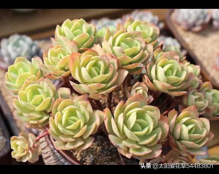 5種便宜又好養的多肉，一養就成手捧花，越養越喜歡