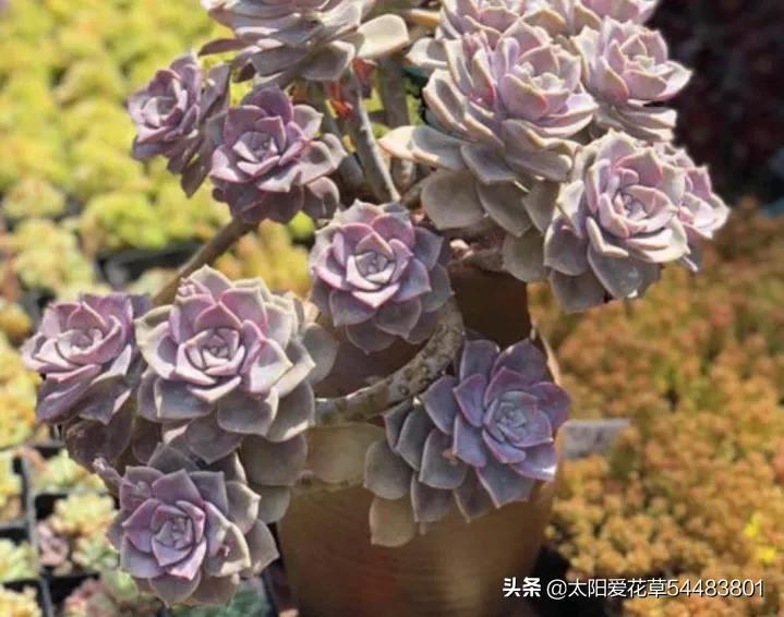 荷花多肉好養嗎_荷花多肉容易徒長嗎_多肉植物荷花好養嗎