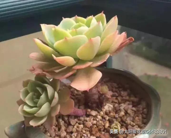 荷花多肉好養嗎_多肉植物荷花好養嗎_荷花多肉容易徒長嗎