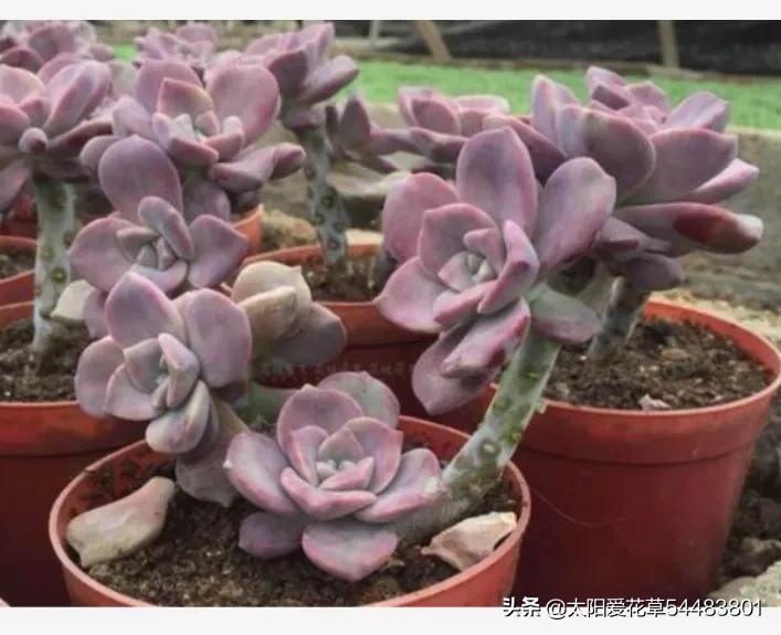 荷花多肉容易徒長嗎_荷花多肉好養嗎_多肉植物荷花好養嗎