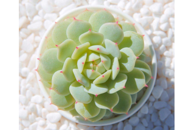10大最美多肉植物 每一種都姿態(tài)各異，有你喜歡的類型嗎