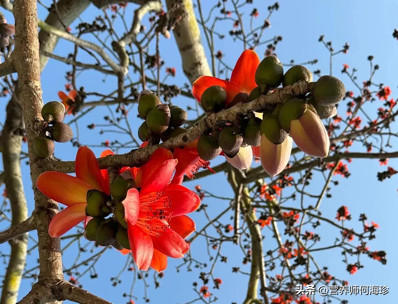 家里養斑馬花好不好_好養斑馬花家里養好嗎_斑馬花適合家庭養嗎