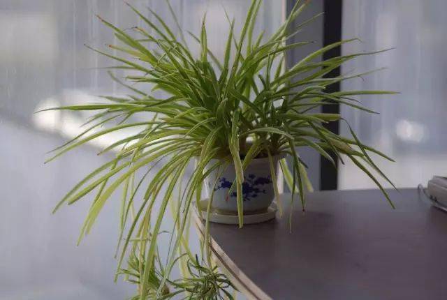 適合在辦公室養的綠植_辦公室養綠植適合什么花_辦公室養綠植適合放什么花