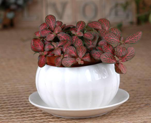 辦公室養綠植適合什么花_辦公室養綠植適合放什么花_適合在辦公室養的綠植