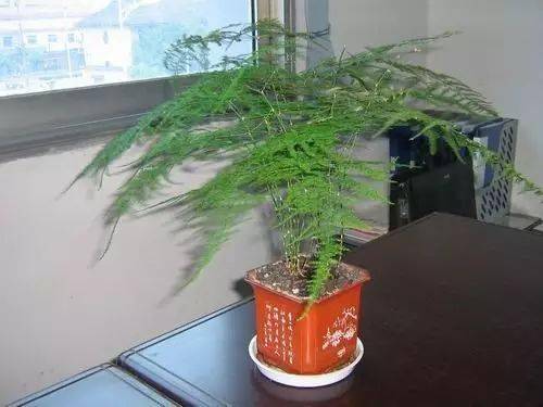 辦公室養綠植適合放什么花_辦公室養綠植適合什么花_適合在辦公室養的綠植