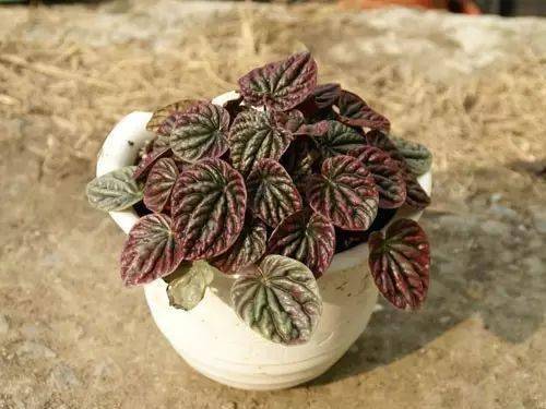 辦公室養綠植適合放什么花_適合在辦公室養的綠植_辦公室養綠植適合什么花