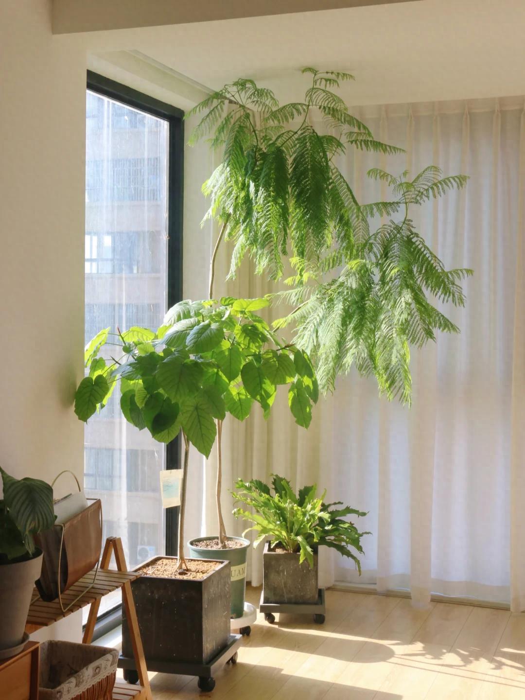 憑“實力”走紅的10種樹，養在“客廳”真哇塞，難怪網友喜歡