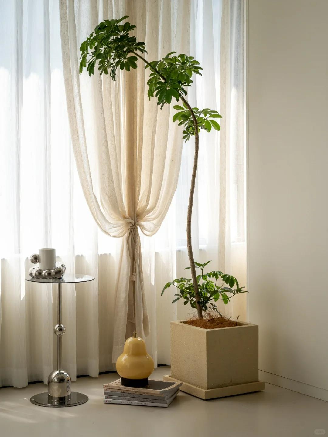 適合在客廳養的綠植有哪些_客廳養綠植適合有什么花_客廳養綠植適合有什么植物