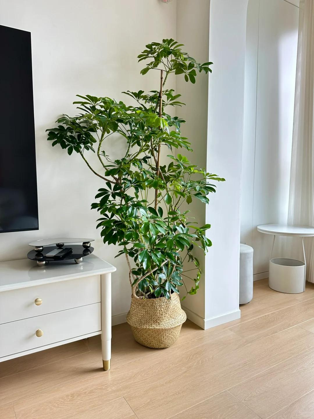 適合在客廳養的綠植有哪些_客廳養綠植適合有什么花_客廳養綠植適合有什么植物