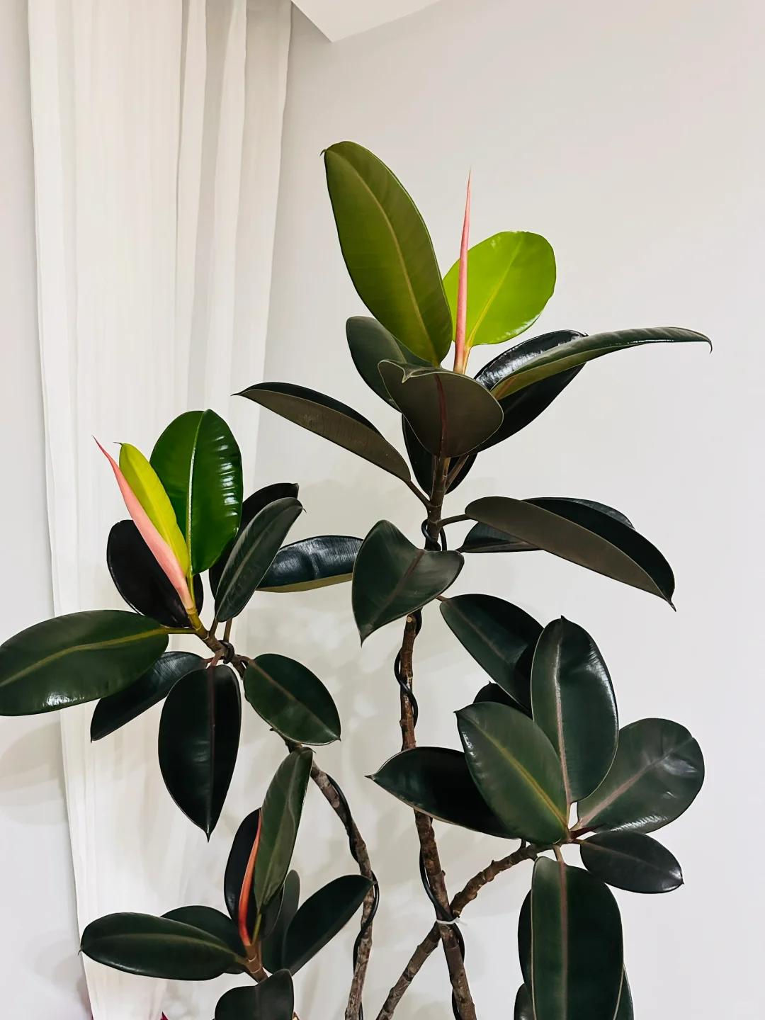 客廳養綠植適合有什么花_客廳養綠植適合有什么植物_適合在客廳養的綠植有哪些