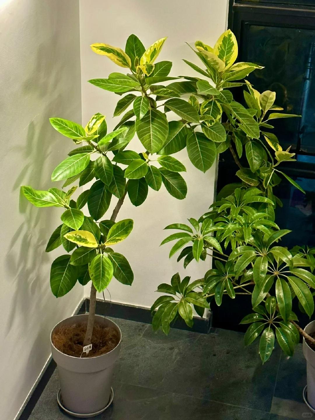 適合在客廳養的綠植有哪些_客廳養綠植適合有什么植物_客廳養綠植適合有什么花