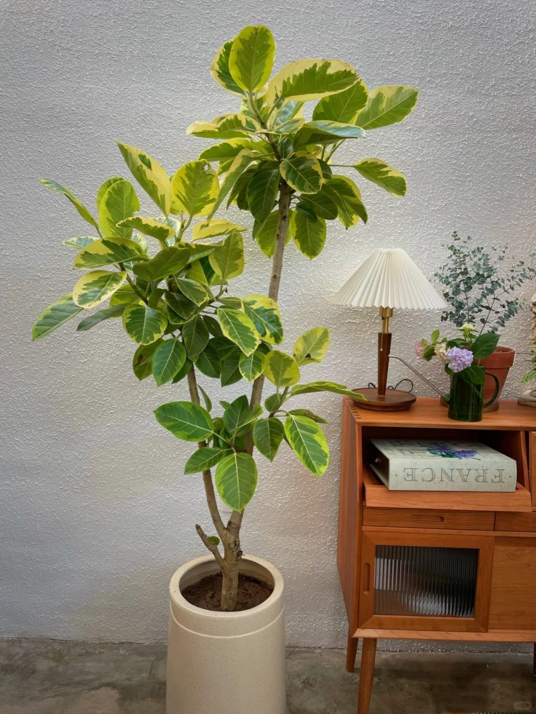 客廳養綠植適合有什么花_客廳養綠植適合有什么植物_適合在客廳養的綠植有哪些