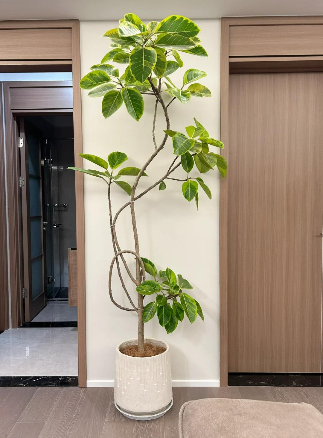 客廳養綠植適合有什么植物_客廳養綠植適合有什么花_適合在客廳養的綠植有哪些