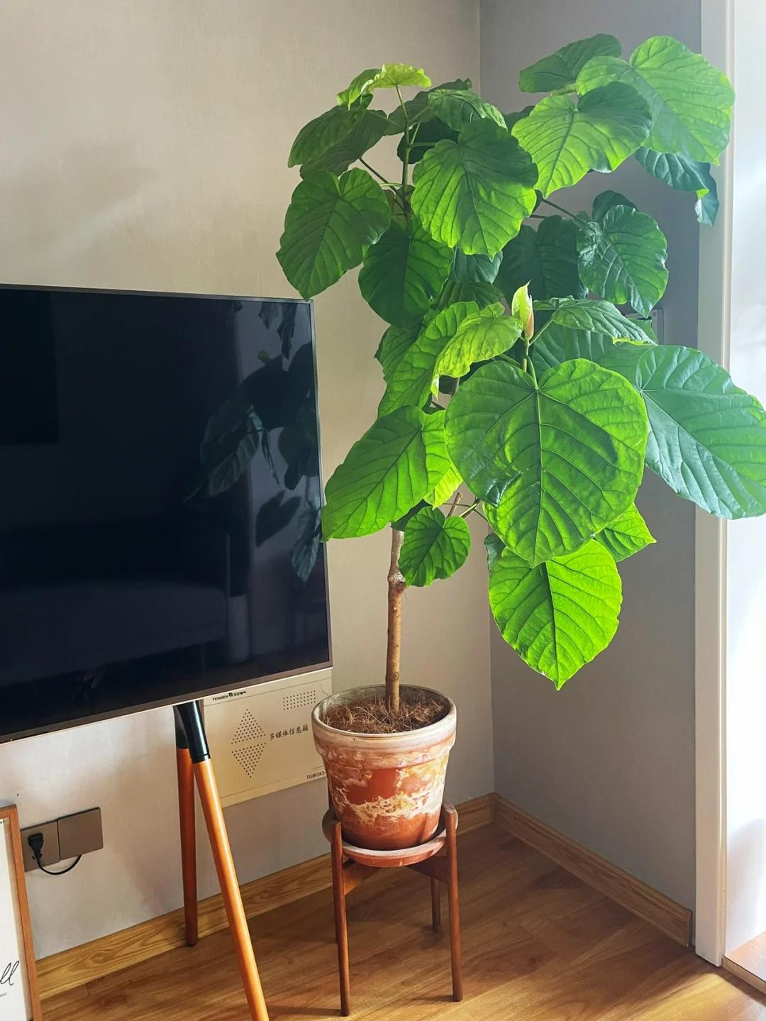 適合在客廳養的綠植有哪些_客廳養綠植適合有什么花_客廳養綠植適合有什么植物