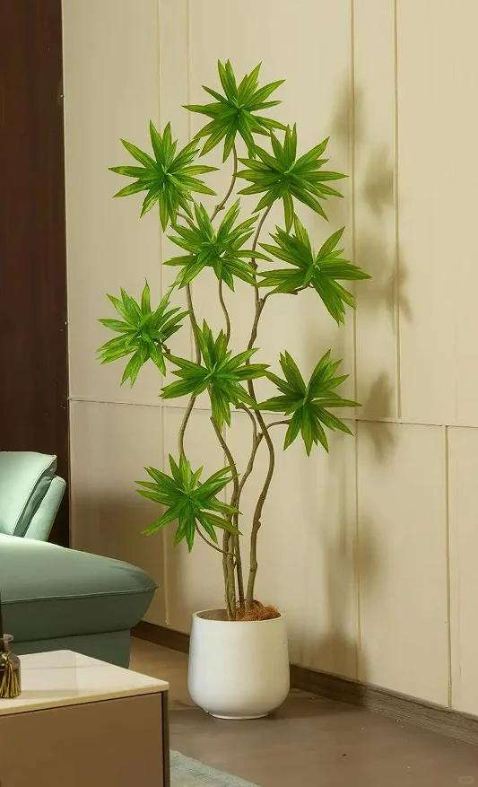 客廳養綠植適合有什么花_客廳養綠植適合有什么植物_適合在客廳養的綠植有哪些