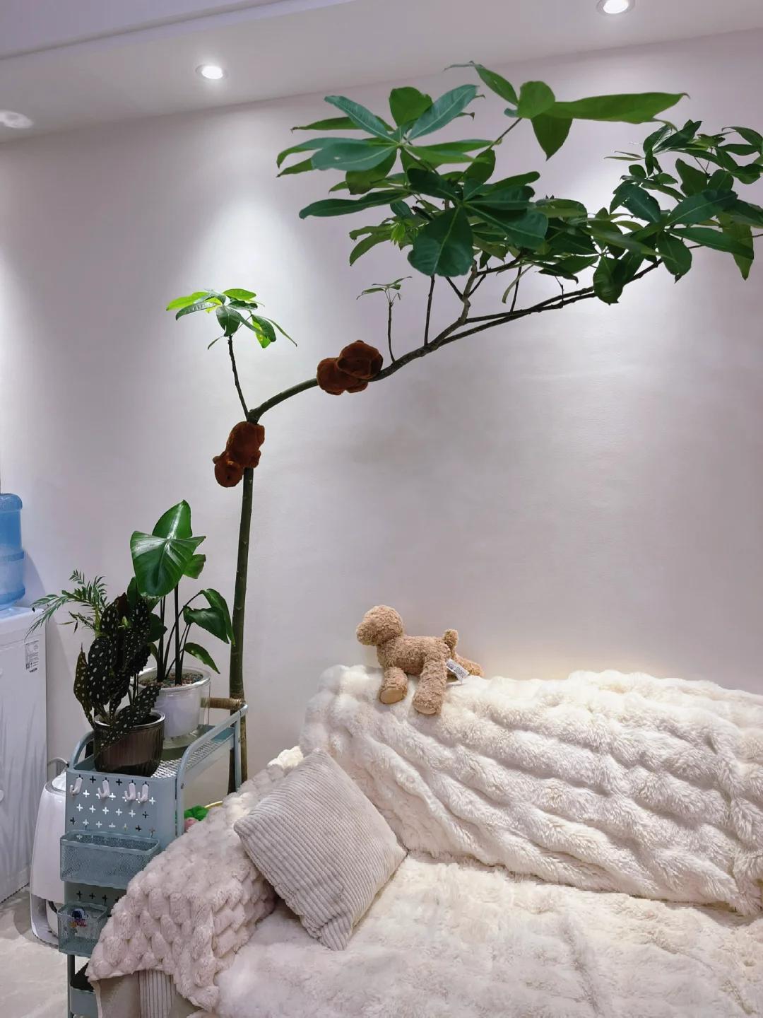 客廳養綠植適合有什么植物_客廳養綠植適合有什么花_適合在客廳養的綠植有哪些