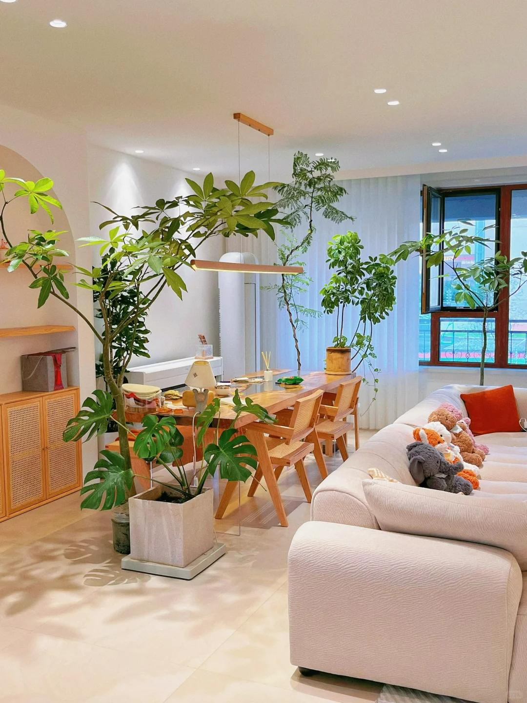 客廳養綠植適合有什么植物_適合在客廳養的綠植有哪些_客廳養綠植適合有什么花