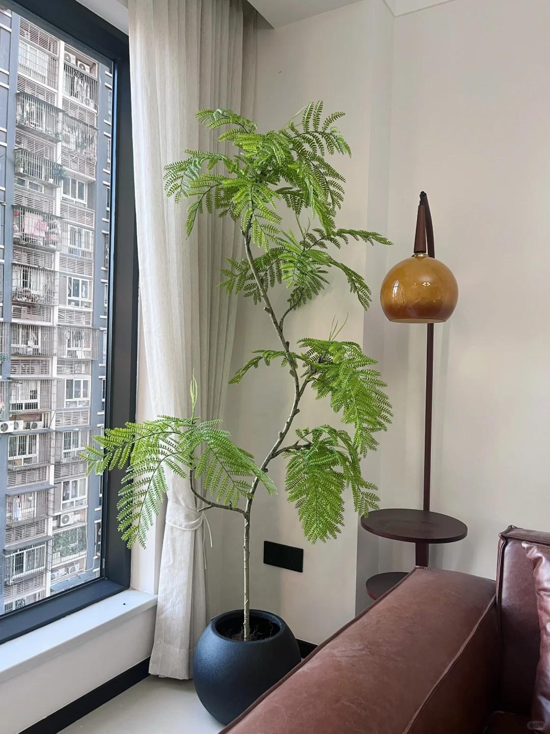 適合在客廳養的綠植有哪些_客廳養綠植適合有什么花_客廳養綠植適合有什么植物