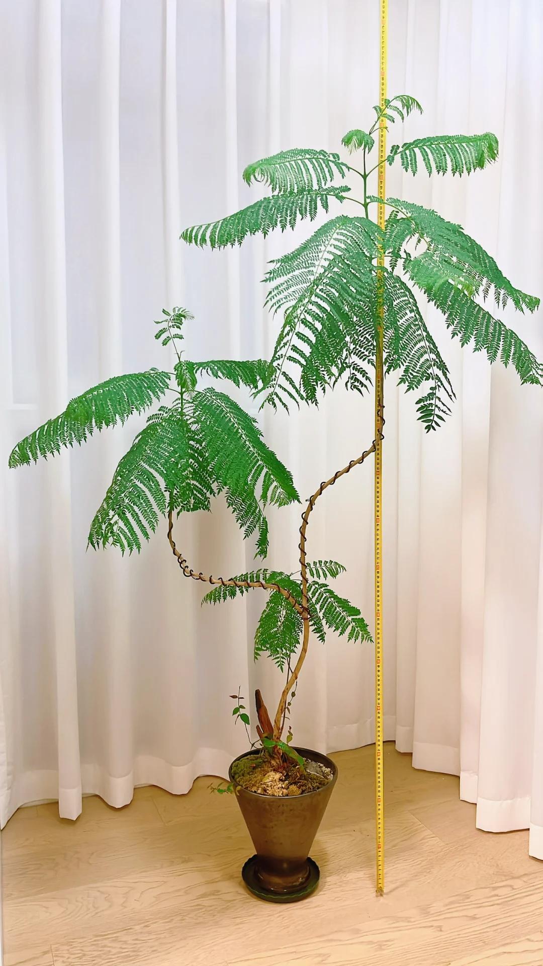 客廳養綠植適合有什么花_適合在客廳養的綠植有哪些_客廳養綠植適合有什么植物