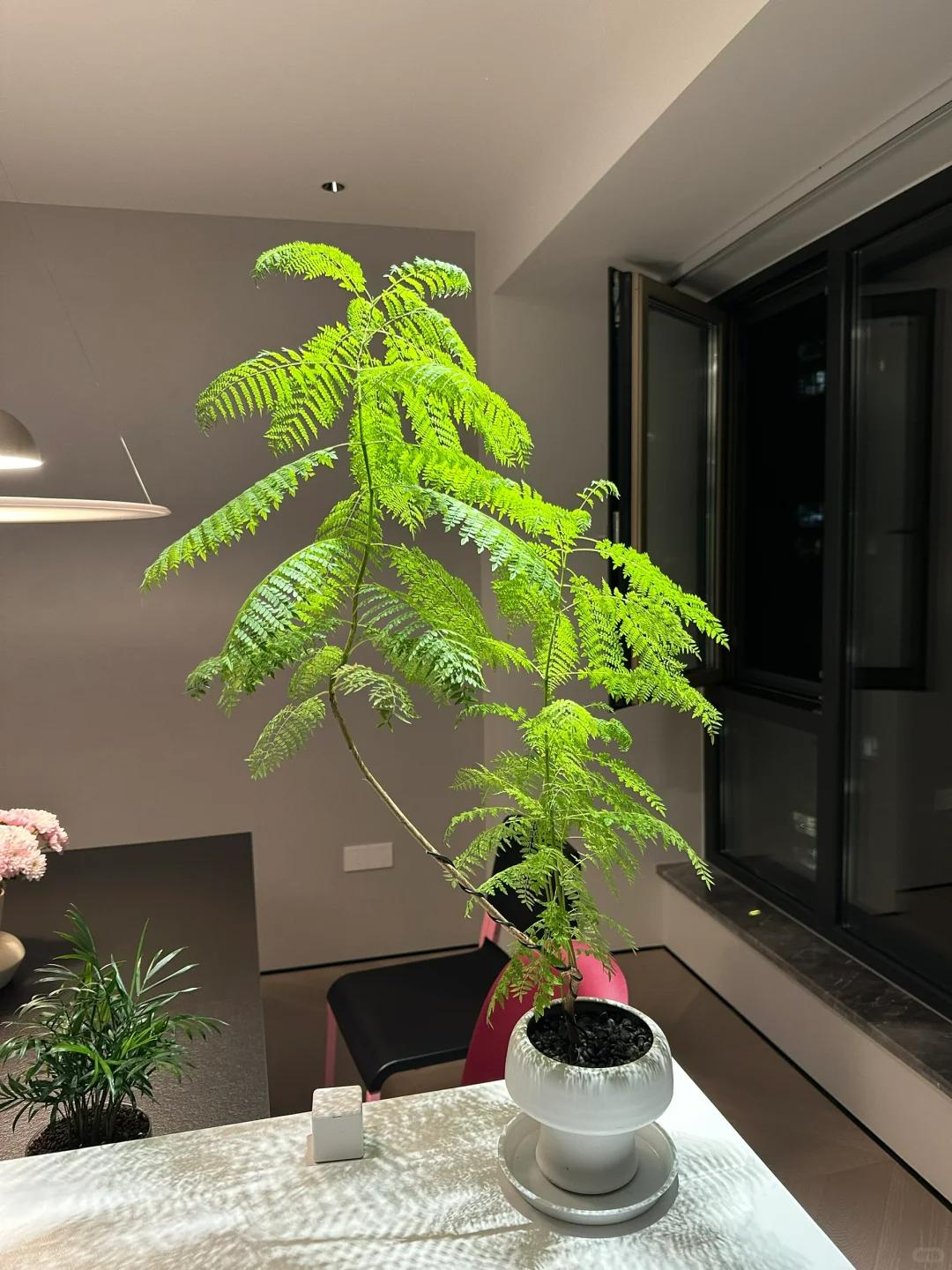 適合在客廳養的綠植有哪些_客廳養綠植適合有什么花_客廳養綠植適合有什么植物