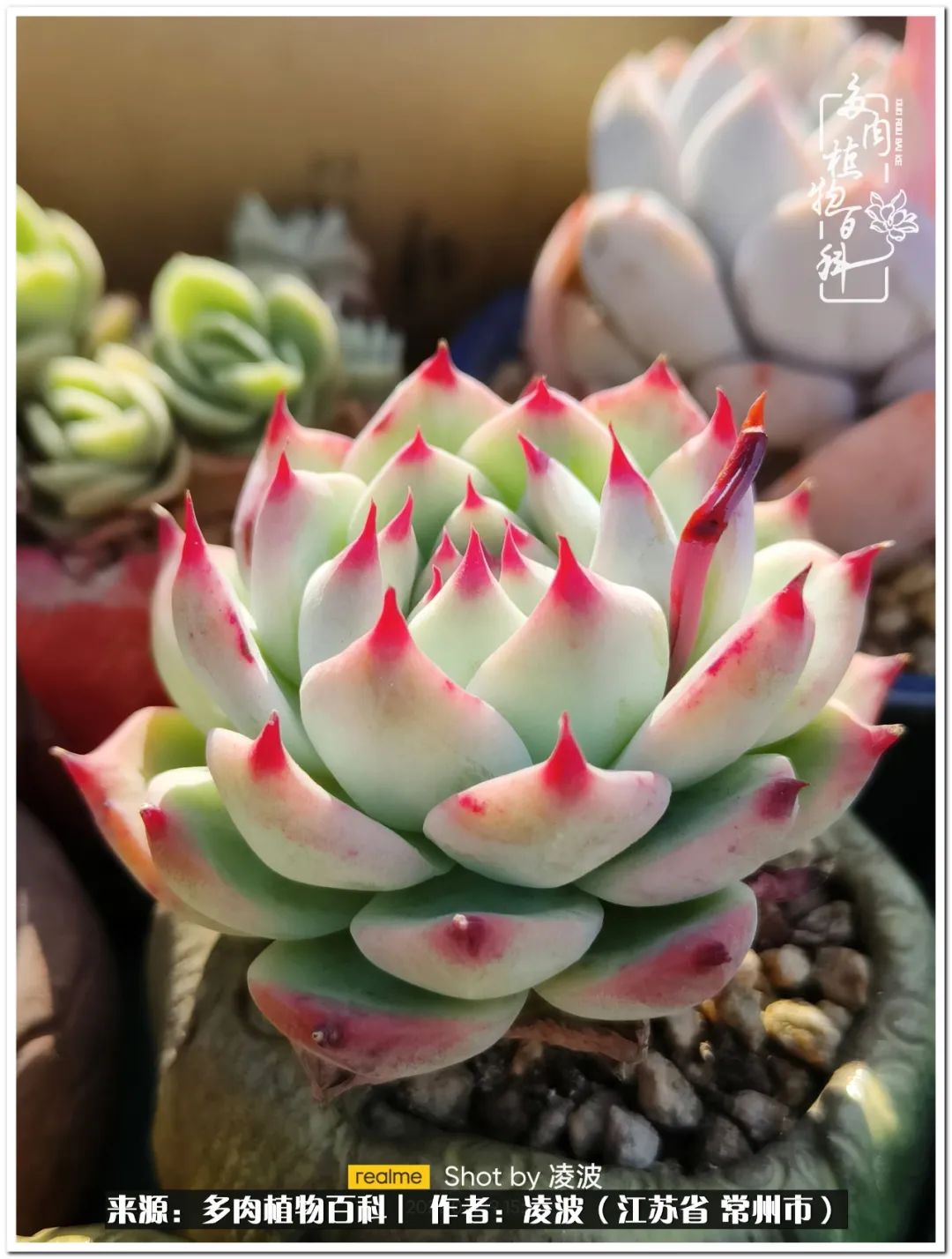 包郵區多肉的美好春色，愿我們在這個深坑里永遠快樂