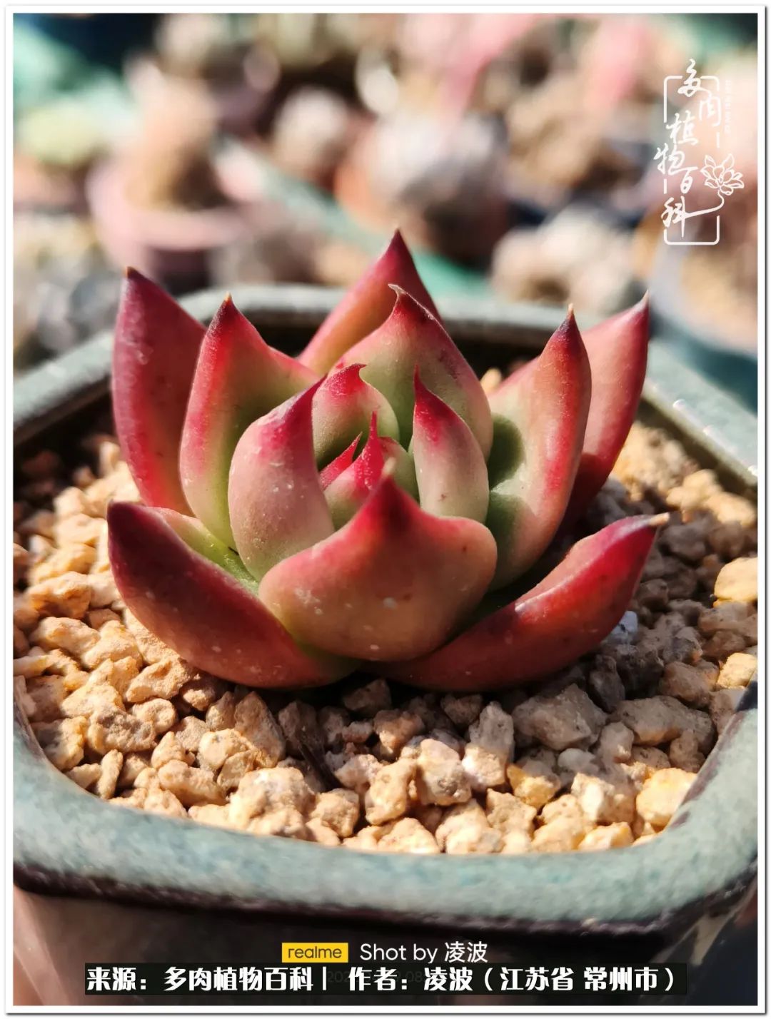 多肉天鵝絨度夏難嗎_天鵝絨多肉好度夏嗎_多肉天鵝絨好度夏嗎