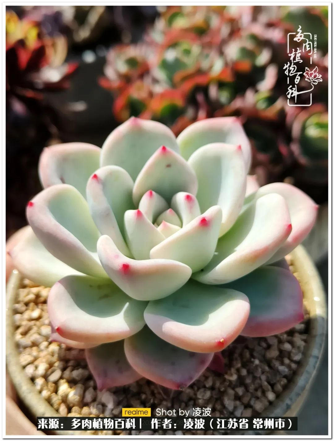 多肉天鵝絨好度夏嗎_多肉天鵝絨度夏難嗎_天鵝絨多肉好度夏嗎