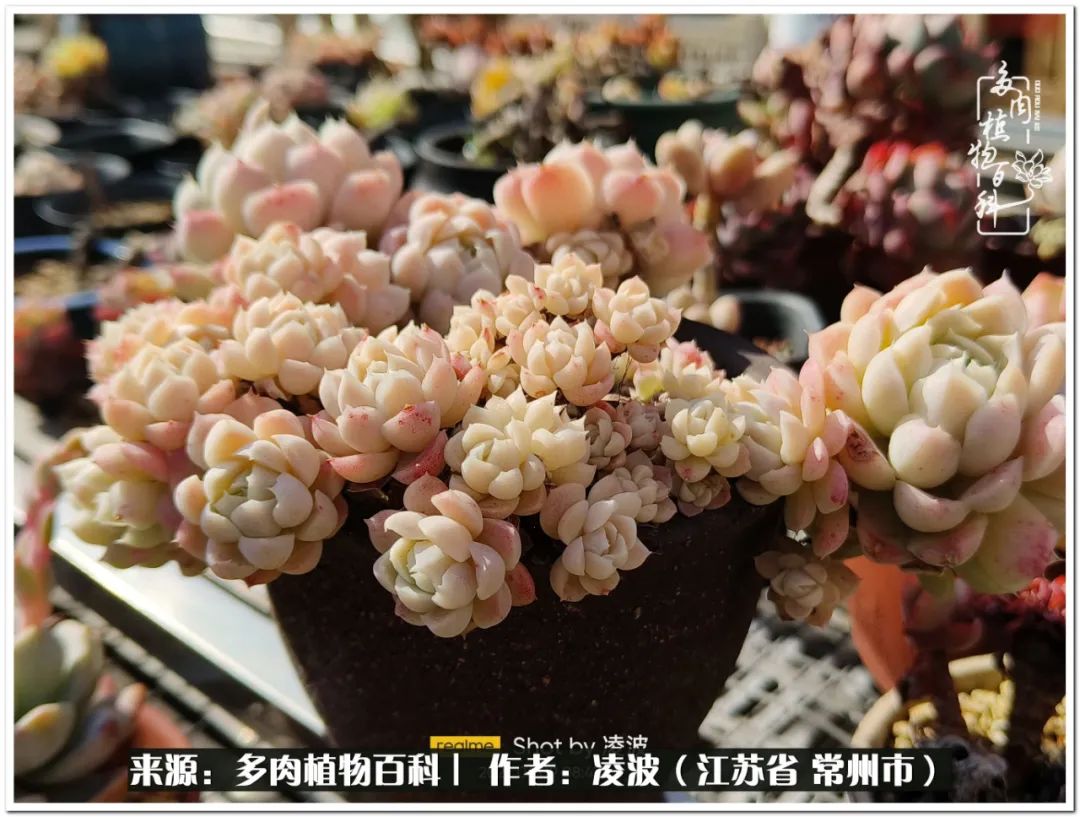 天鵝絨多肉好度夏嗎_多肉天鵝絨好度夏嗎_多肉天鵝絨度夏難嗎