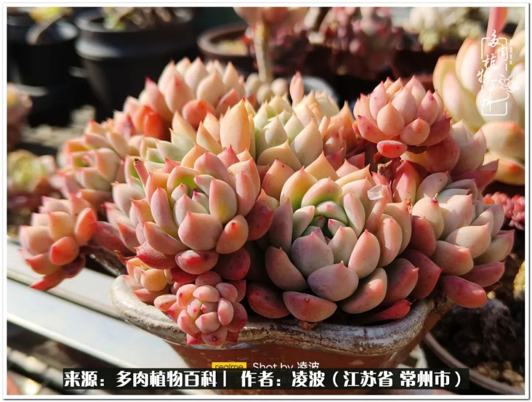 多肉天鵝絨好度夏嗎_多肉天鵝絨度夏難嗎_天鵝絨多肉好度夏嗎