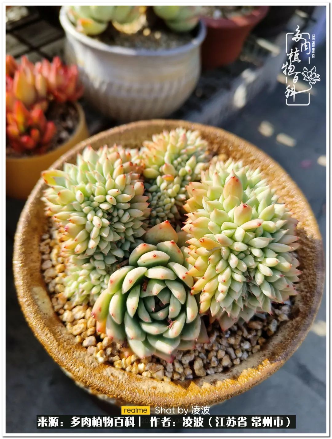 天鵝絨多肉好度夏嗎_多肉天鵝絨度夏難嗎_多肉天鵝絨好度夏嗎