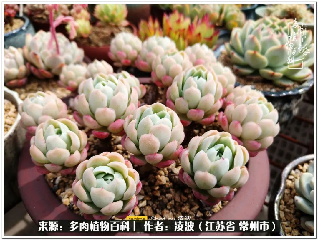 天鵝絨多肉好度夏嗎_多肉天鵝絨好度夏嗎_多肉天鵝絨度夏難嗎