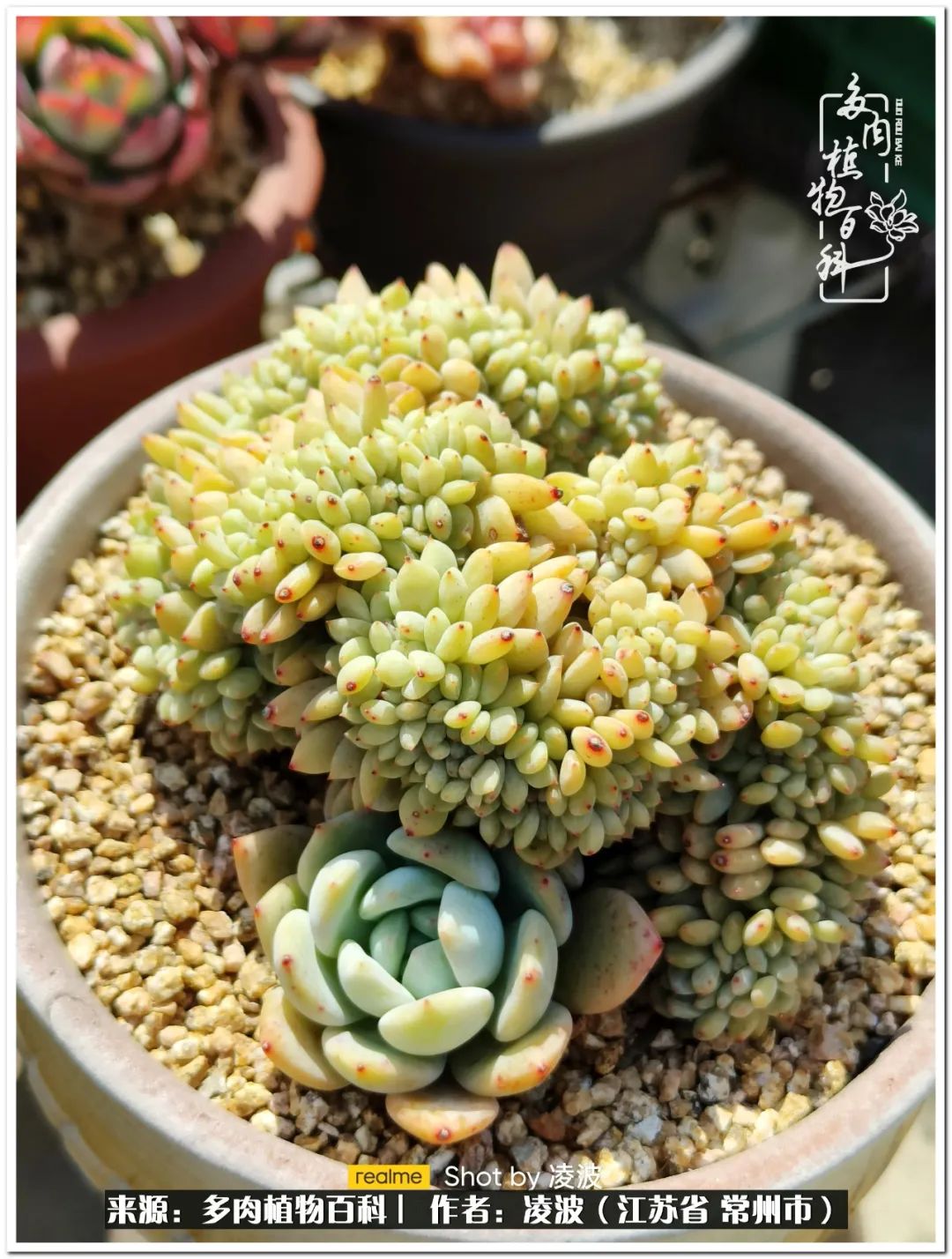 天鵝絨多肉好度夏嗎_多肉天鵝絨度夏難嗎_多肉天鵝絨好度夏嗎