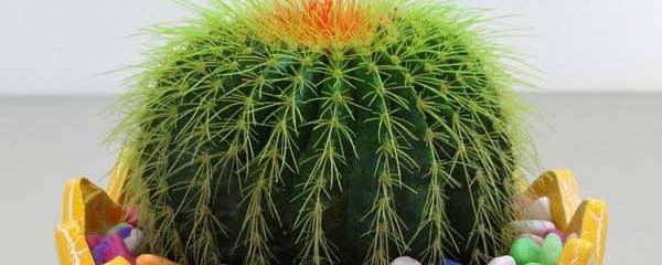 好養的植物盆栽有哪些