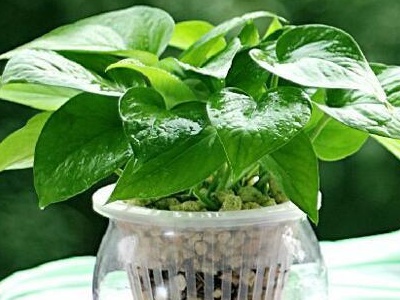 養植物家里會有螞蟻怎么辦_養植物家里有小飛蟲_家里養什么植物最好