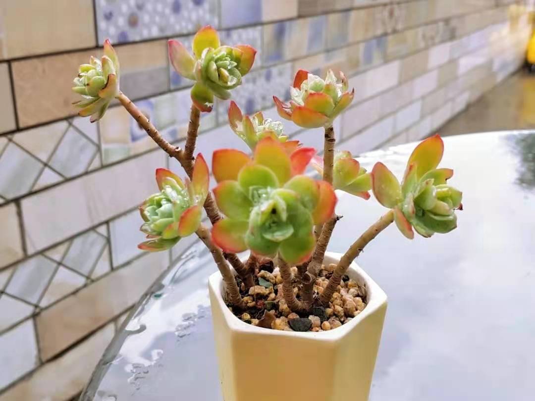 35塊入手的薄化妝多肉，養了7個月，如今蛻變得越來越美了