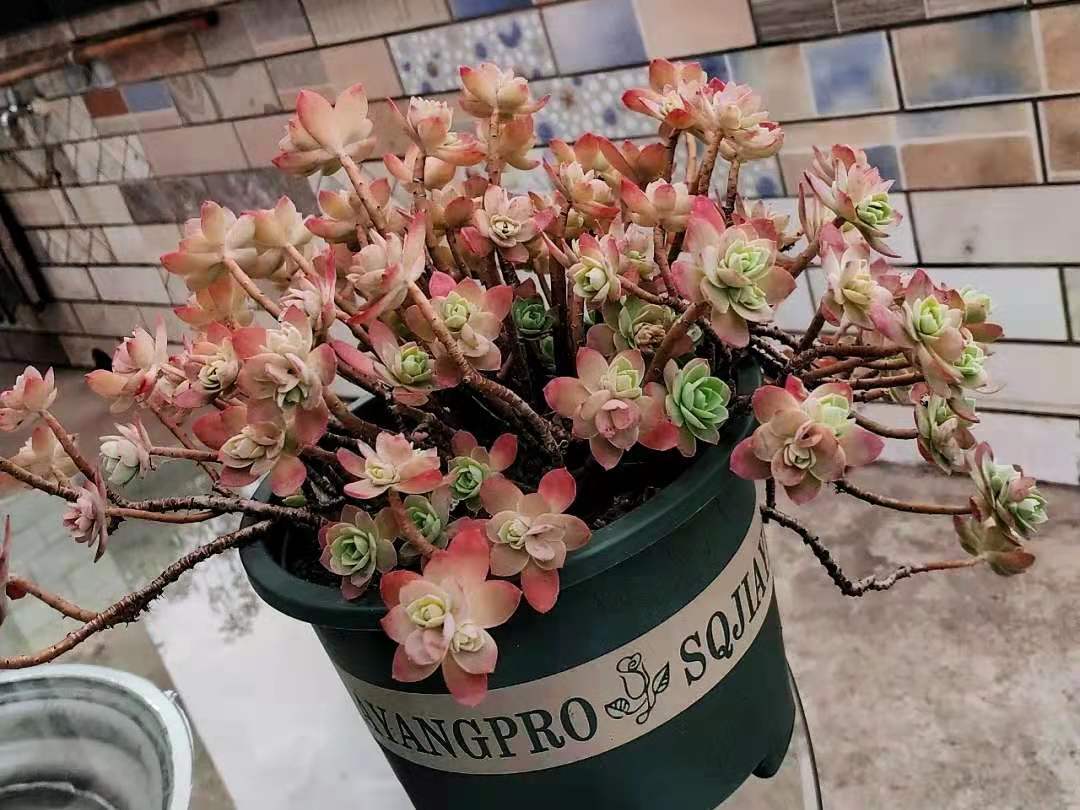 薄化妝多肉用什么盆_薄化妝多肉葉子發黃是什么情況_圓葉薄化妝多肉好養嗎