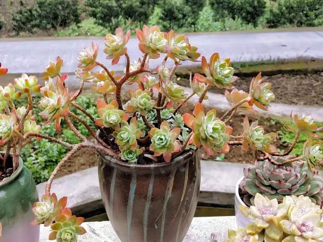 薄化妝多肉葉子發黃是什么情況_圓葉薄化妝多肉好養嗎_薄化妝多肉用什么盆