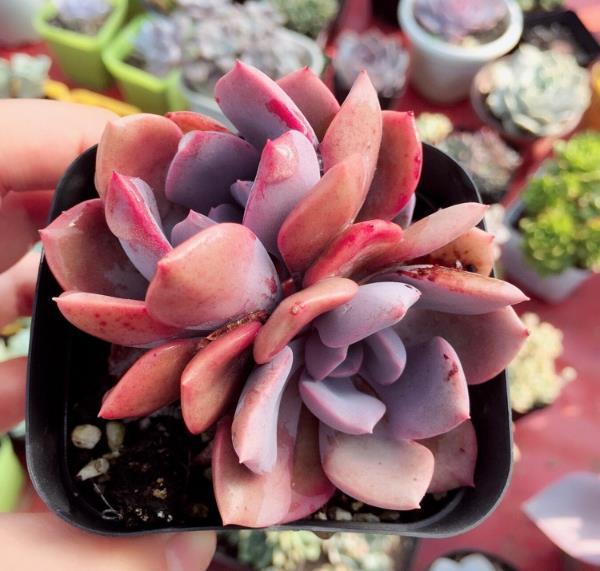 夏季防止多肉植物曬傷有方法，稍微遮陽，葉片變色長美！