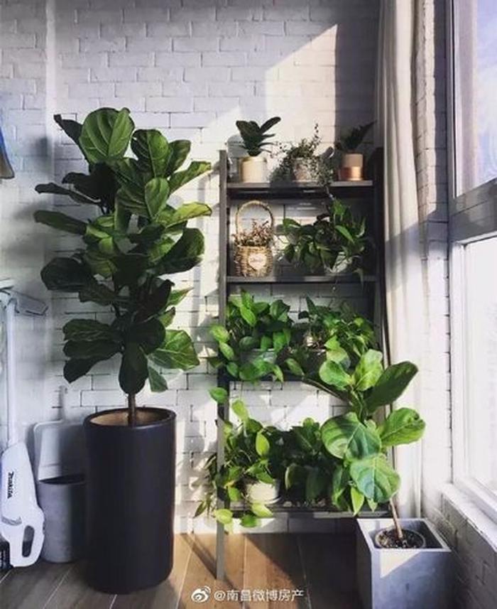 最好養的陽臺植物_陽臺養植物好嗎_陽臺養植物好不好