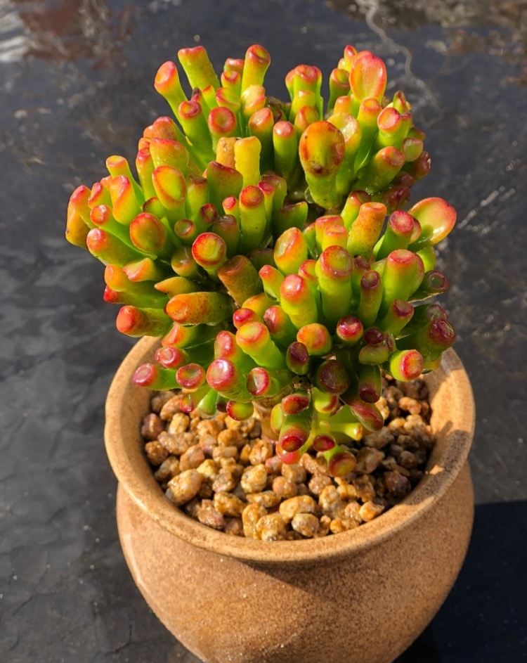 大盆植物客廳_客廳好養的大盆植物_盆栽客廳擺放