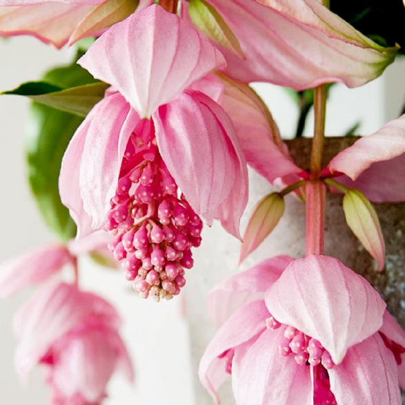 盆栽客廳擺放_客廳好養的大盆植物_大盆植物客廳