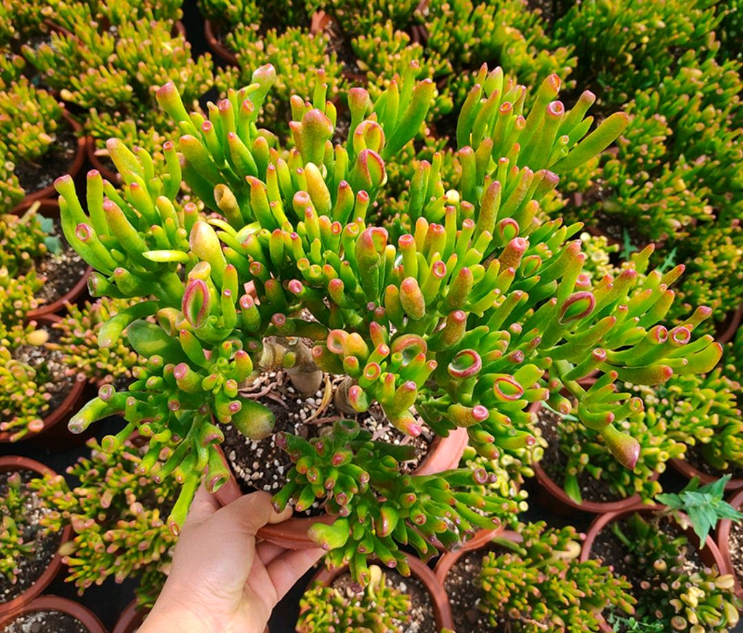 大盆植物客廳_客廳好養的大盆植物_盆栽客廳擺放