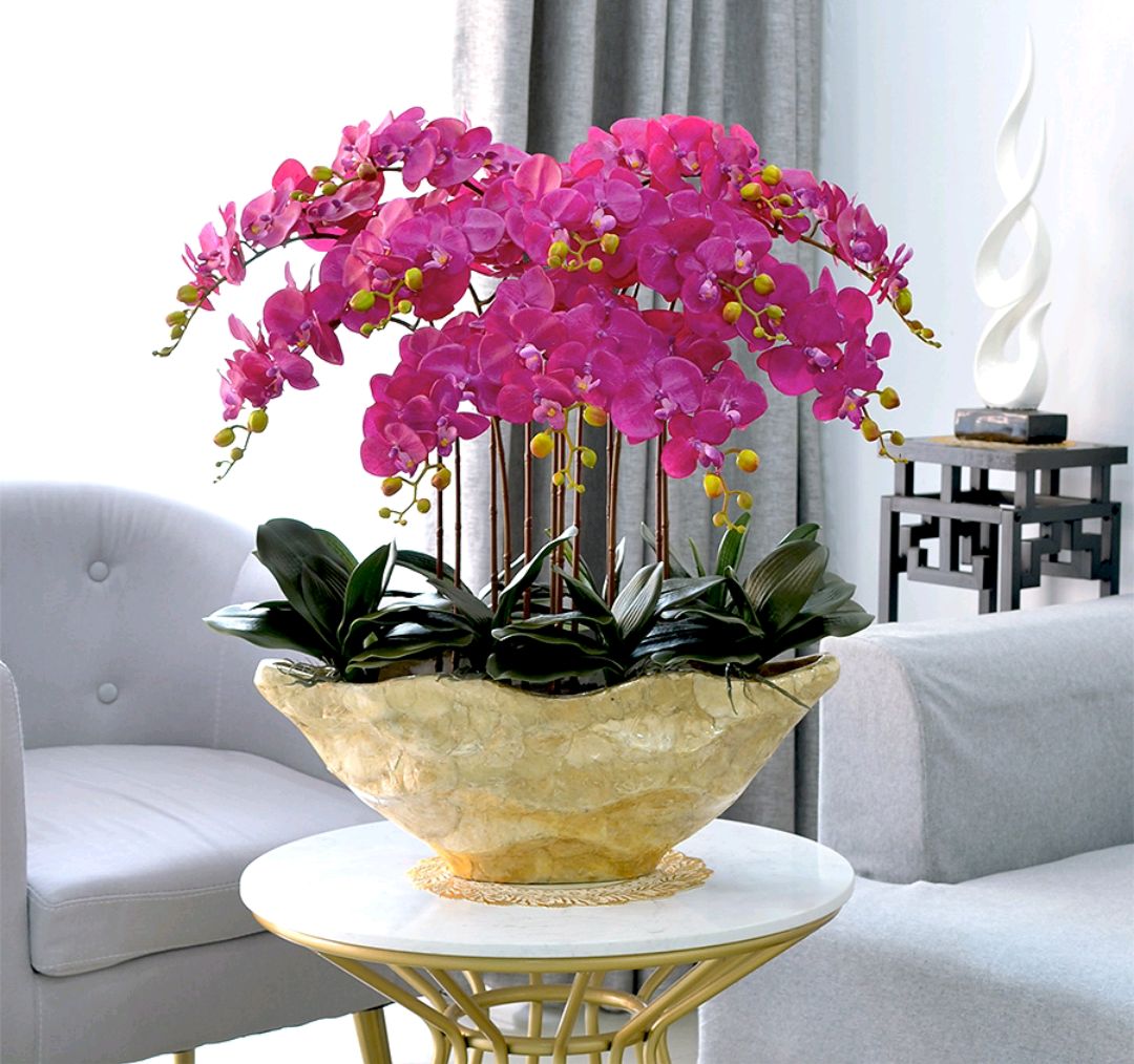 盆栽客廳擺放_大盆植物客廳_客廳好養的大盆植物