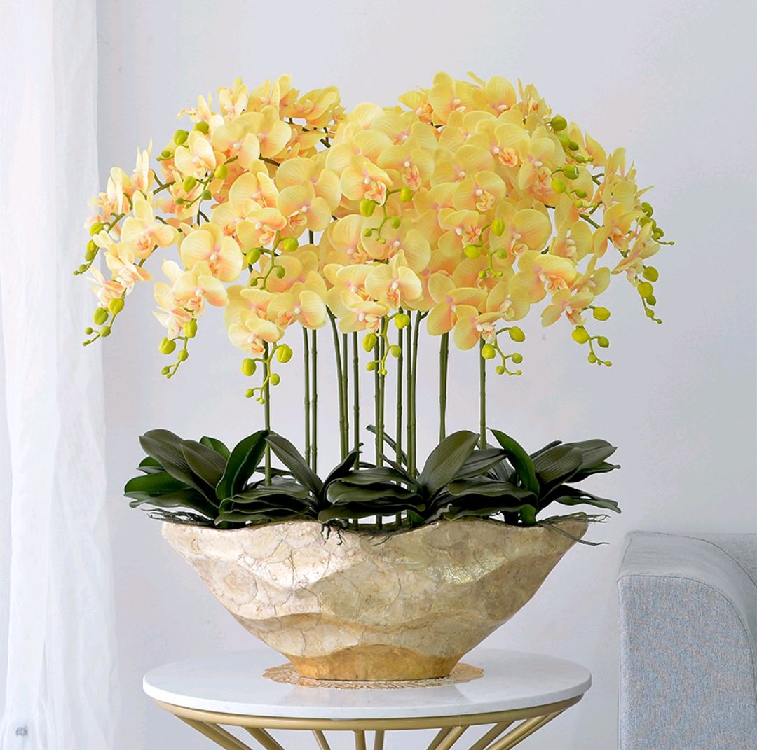 客廳好養的大盆植物_盆栽客廳擺放_大盆植物客廳