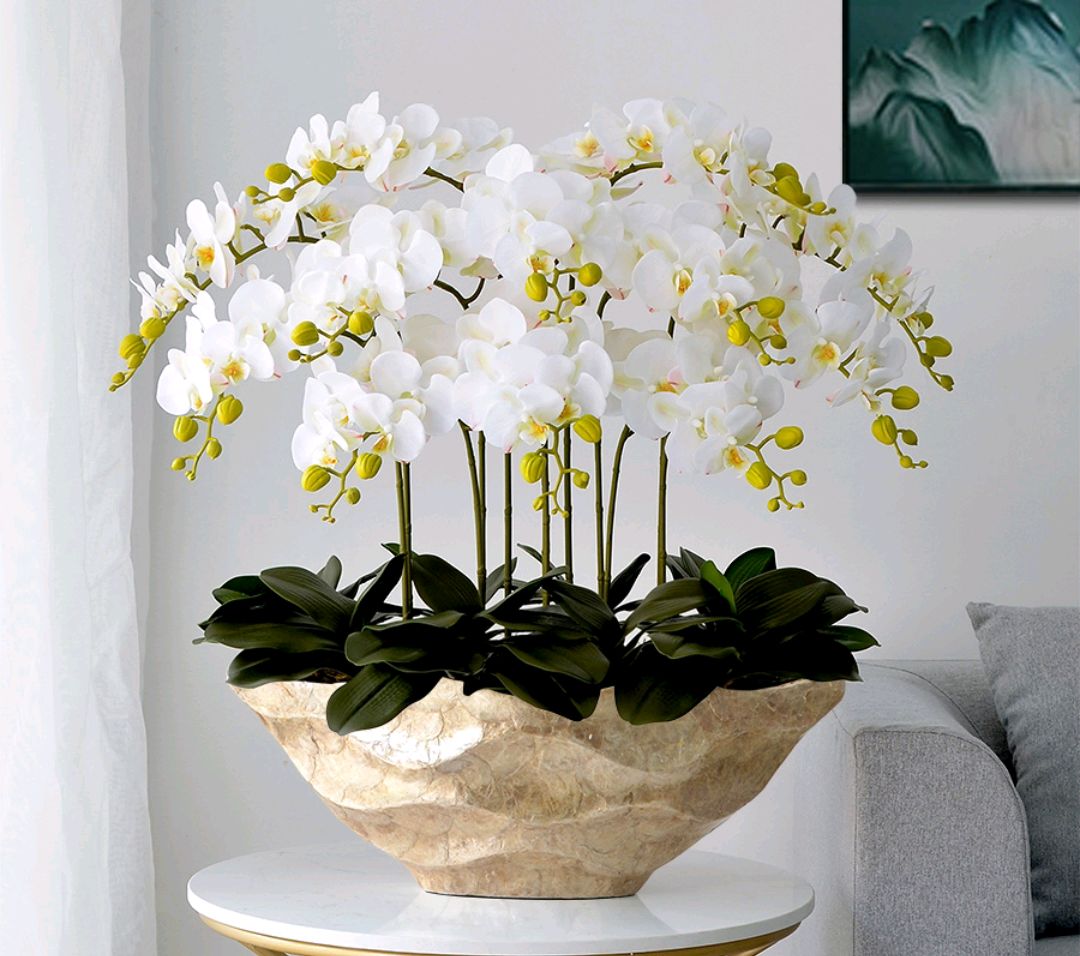 大盆植物客廳_盆栽客廳擺放_客廳好養的大盆植物