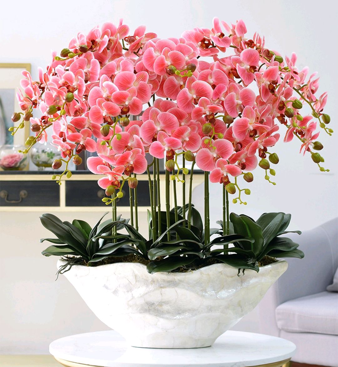 大盆植物客廳_盆栽客廳擺放_客廳好養的大盆植物